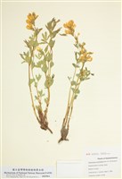 藏品(金黃野決明)的圖片